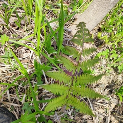 Athyrium rubripes