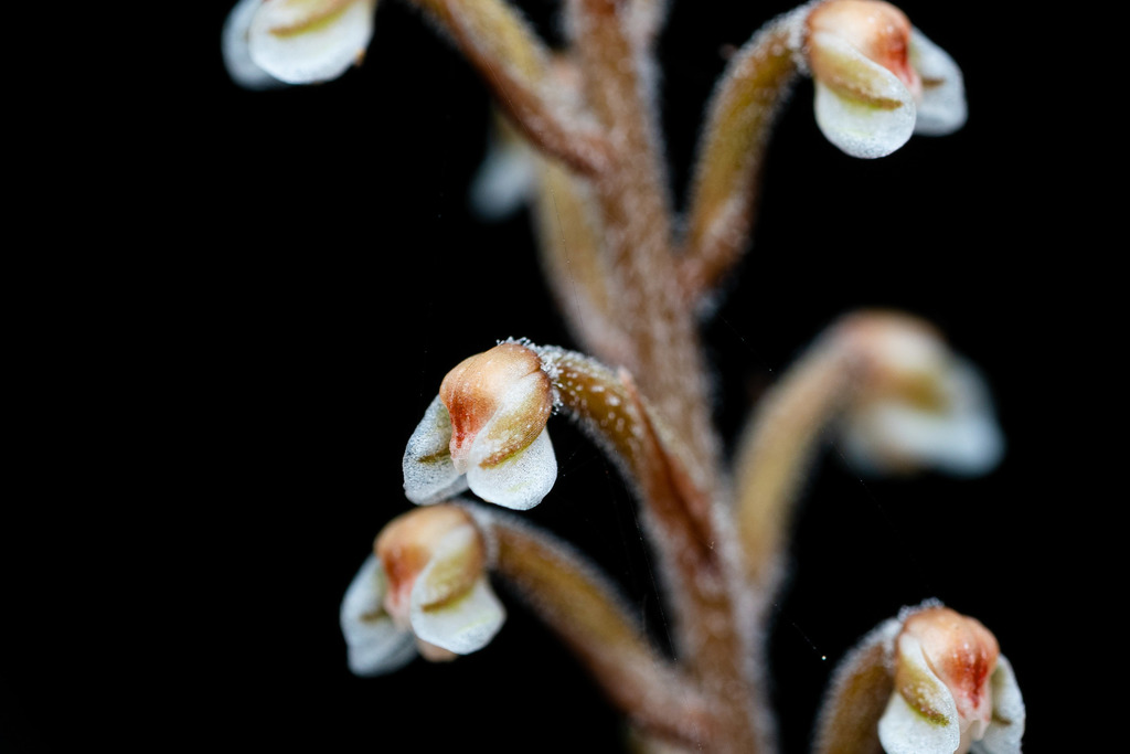 Gonatostylis vieillardii