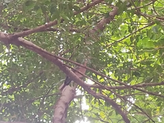 Streptopelia chinensis