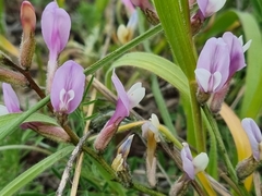 Astragalus macropus