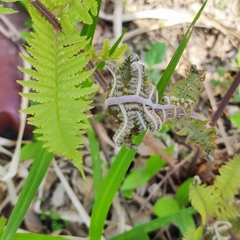 Athyrium rubripes