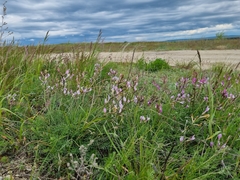 Astragalus macropus