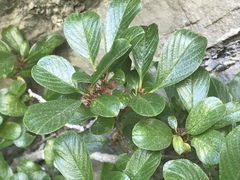 Rhamnus pumila