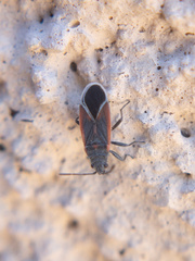 Melacoryphus admirabilis