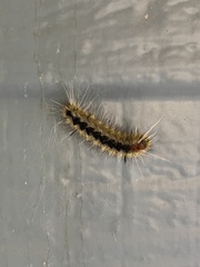 Lophocampa ingens