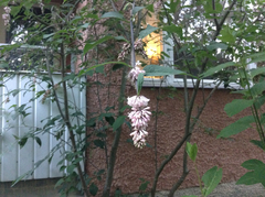 Syringa