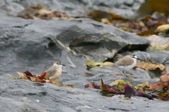 Charadrius marginatus marginatus
