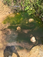 Cladophora glomerata