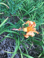 Hemerocallis fulva kwanso