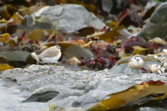 Charadrius marginatus marginatus