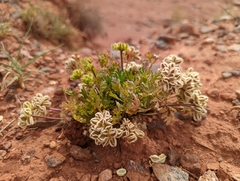Cymopterus glomeratus fendleri