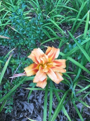 Hemerocallis fulva kwanso