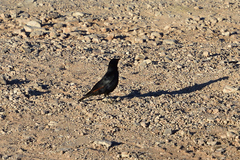 Onychognathus nabouroup