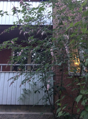 Syringa