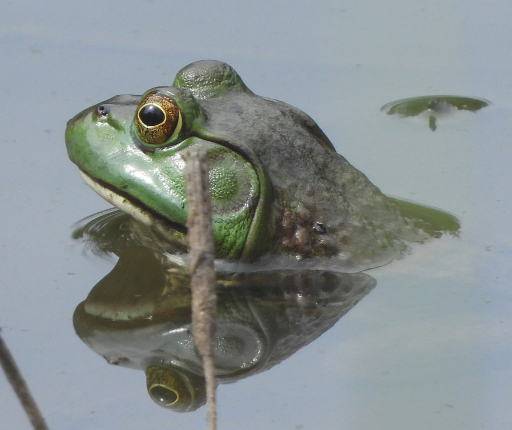 American Bullfrog from Silver Spring, MD, USA on May 20, 2022 at 03:41 ...