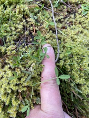Trifolium wormskioldii