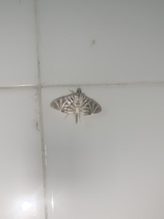 Spilomela