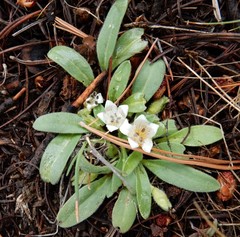 Hesperochiron pumilus