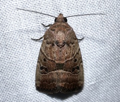 Elaphria fuscimacula