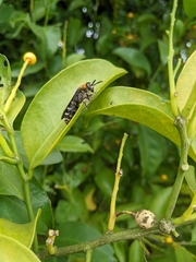 Campsomeriella