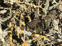 Pseudemoia entrecasteauxii