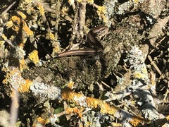 Pseudemoia entrecasteauxii