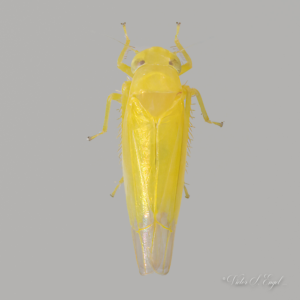 Alebra eburnea