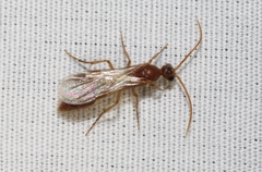 Sphaeropthalma unicolor