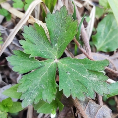 Anemonoides glabrata