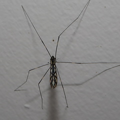 Libnotes terraereginae