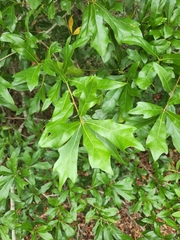 Quercus x walteriana