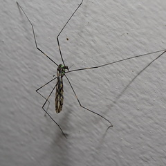 Libnotes terraereginae