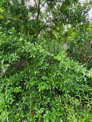 Quercus x walteriana