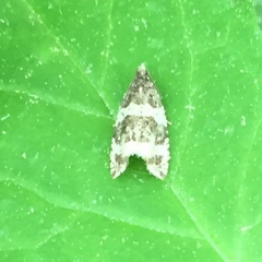 Olethreutes fasciatana
