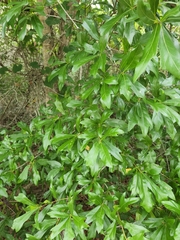 Quercus x walteriana
