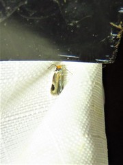 Stigmella resplendensella