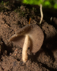 Helvella fibrosa