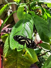 Heliconius atthis