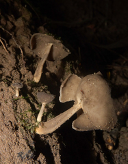 Helvella fibrosa