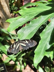 Heliconius atthis