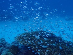 Chromis viridis