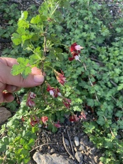 Ribes lobbii