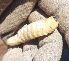 Prionus californicus