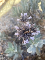 Eriodictyon traskiae smithii