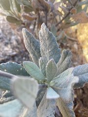 Eriodictyon traskiae smithii