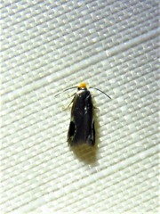 Stigmella resplendensella