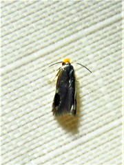 Stigmella resplendensella