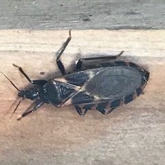 Triatoma lecticularia