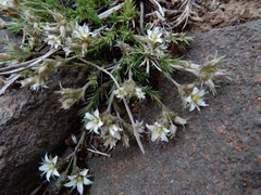 Sabulina nuttallii