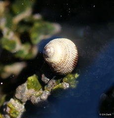 Peasiella